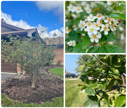 Hawthorn Trees